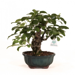 Berchemia racemosa - 29 cm