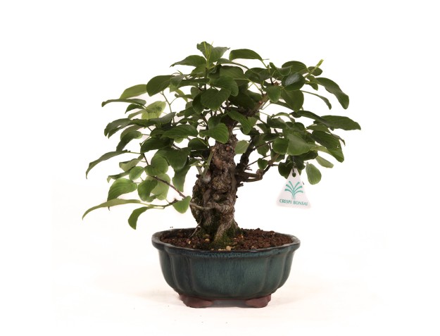 Berchemia racemosa - 29 cm