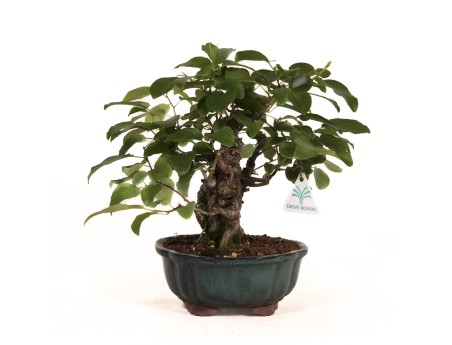 Berchemia racemosa - 29 cm