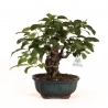 Berchemia racemosa - 29 cm
