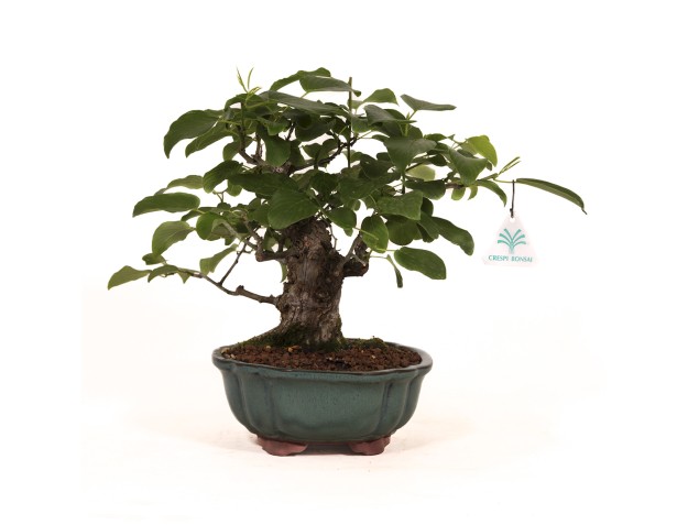 Berchemia racemosa - 29 cm 2