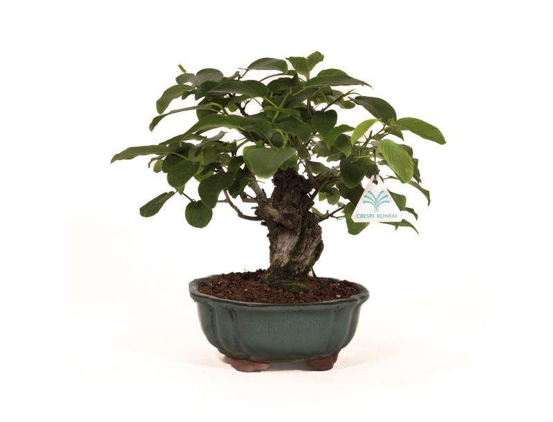 Berchemia racemosa - 29 cm