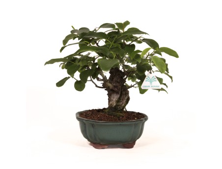 Berchemia racemosa - 29 cm