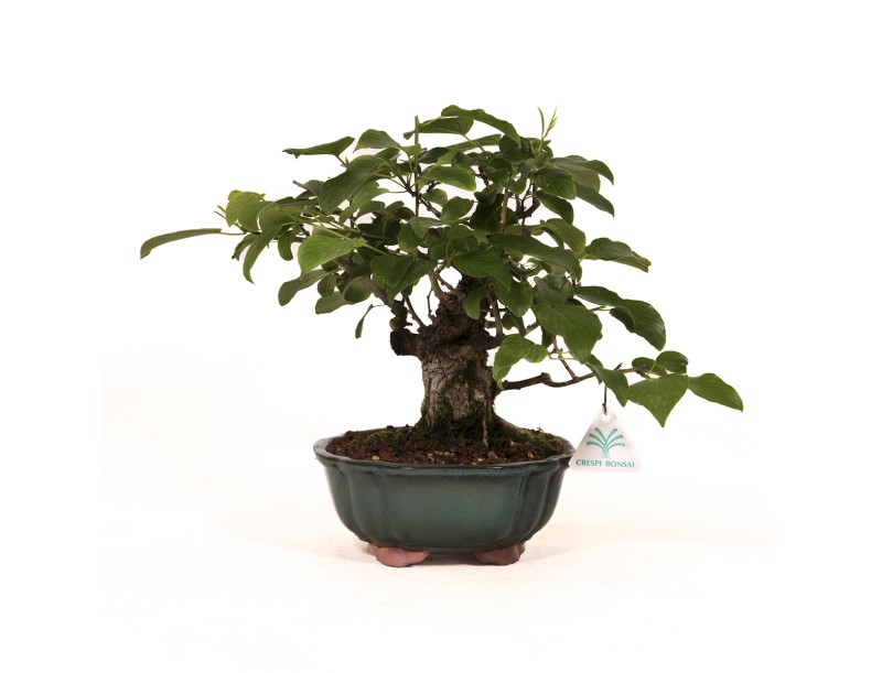 Berchemia racemosa - 29 cm