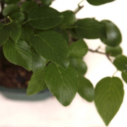 Berchemia racemosa - 29 cm