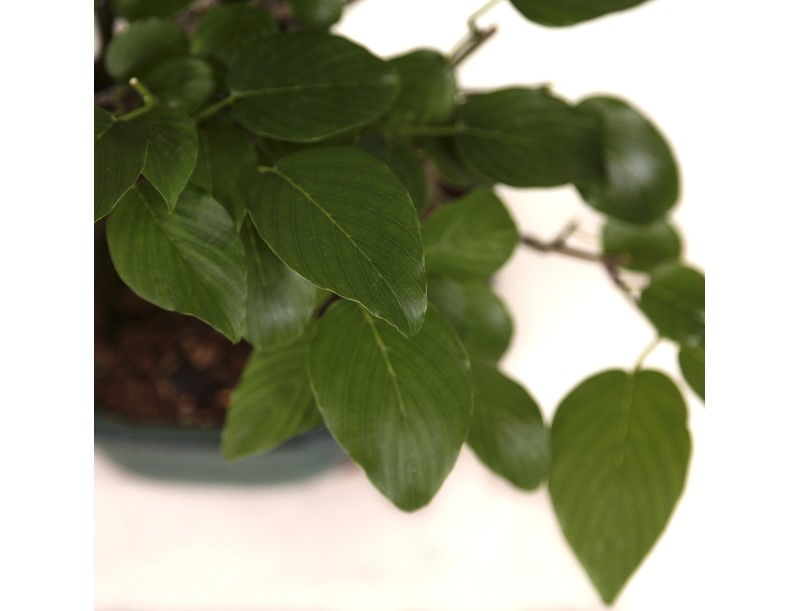 Berchemia racemosa - 29 cm