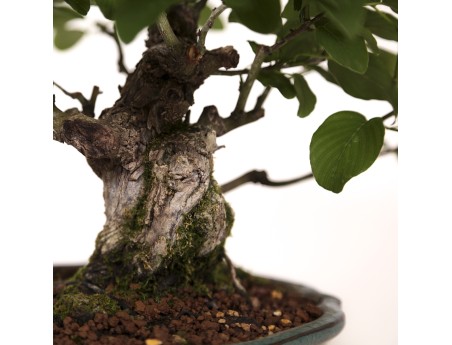 Berchemia racemosa - 29 cm