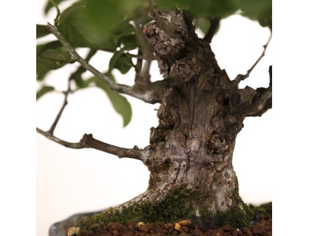 Berchemia racemosa - 29 cm