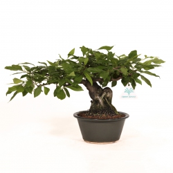 Diospyros kaki Rhombifolia - Oriental persimmon - 24 cm