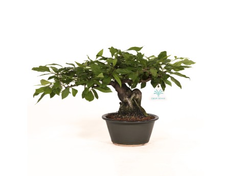 Diospyros kaki Rhombifolia - Figuier caque - 24 cm