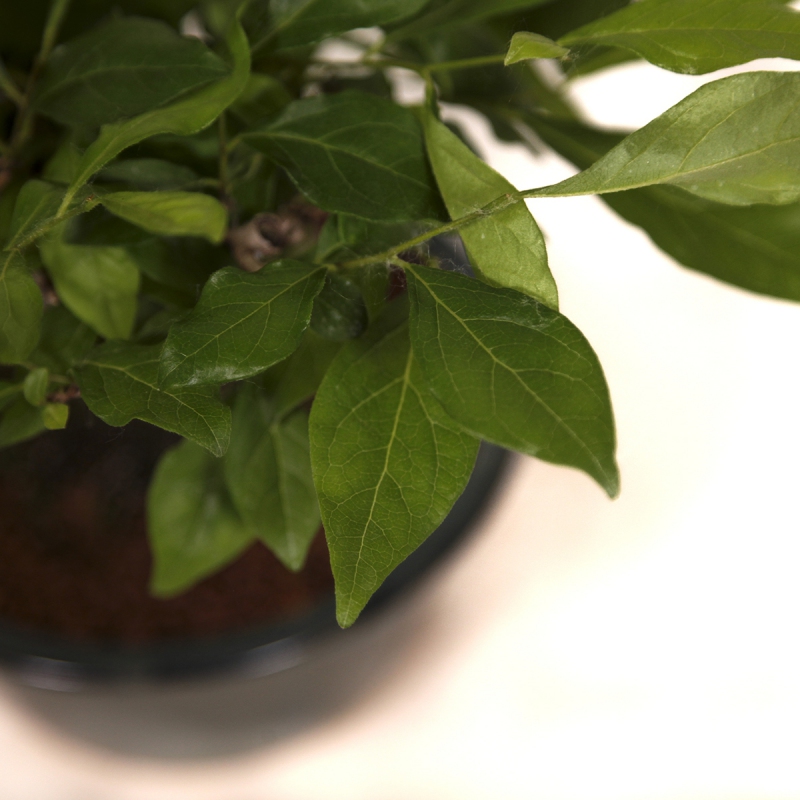 Diospyros kaki Rhombifolia - Oriental persimmon - 24 cm