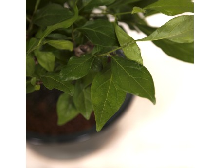 Diospyros kaki Rhombifolia - Figuier caque - 24 cm