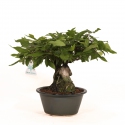 Diospyros kaki Rhombifolia - Oriental persimmon - 24 cm