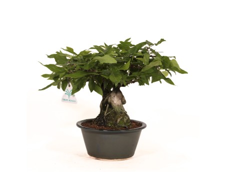 Diospyros kaki Rhombifolia - Figuier caque - 24 cm