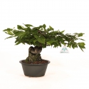 Diospyros kaki Rhombifolia - Oriental persimmon - 24 cm