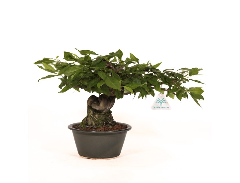 Diospyros kaki Rhombifolia - Figuier caque - 24 cm