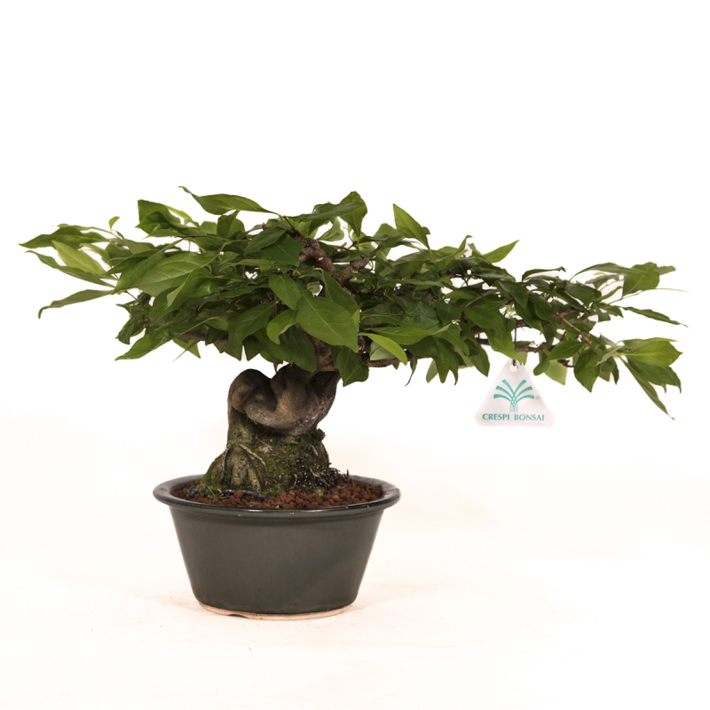 Diospyros kaki Rhombifolia - Oriental persimmon - 24 cm