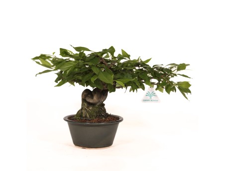 Diospyros kaki Rhombifolia - Oriental persimmon - 24 cm