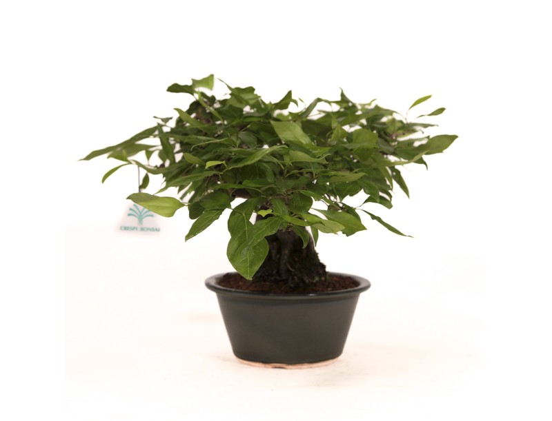 Diospyros kaki Rhombifolia - Figuier caque - 24 cm