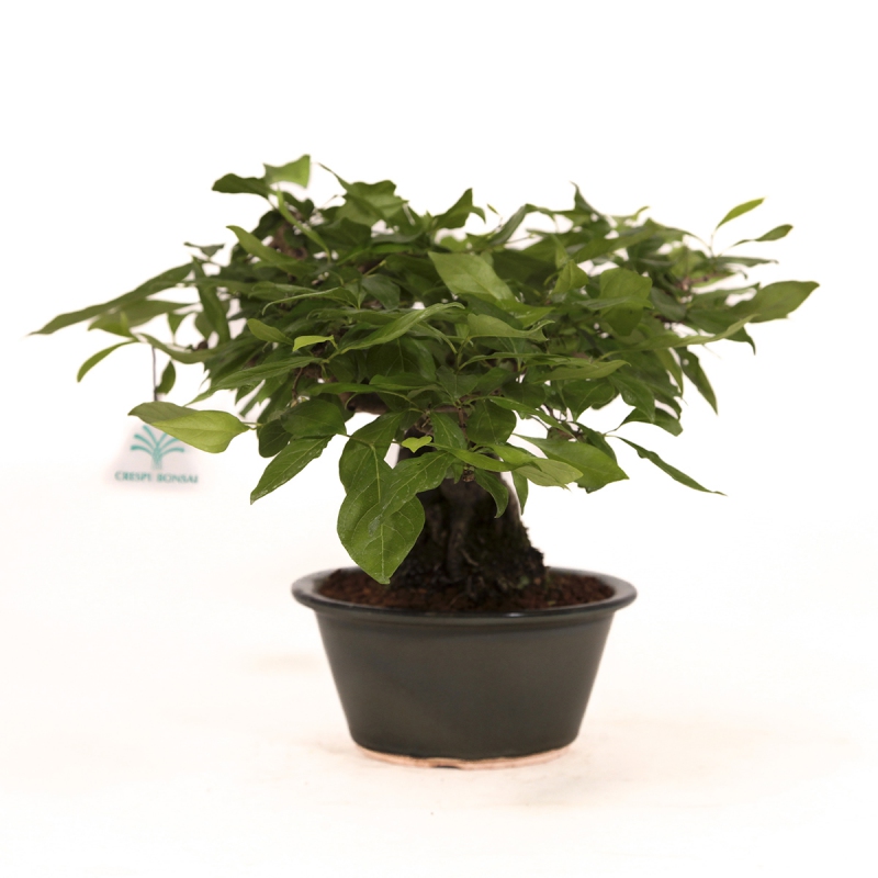 Diospyros kaki Rhombifolia - Oriental persimmon - 24 cm