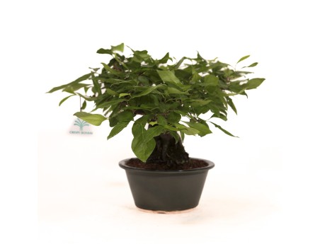 Diospyros kaki Rhombifolia - Figuier caque - 24 cm