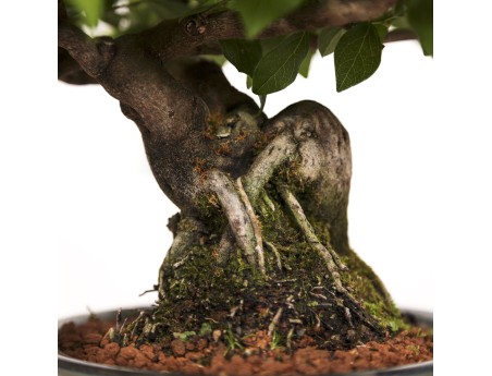 Diospyros kaki Rhombifolia - Cachi - 24 cm