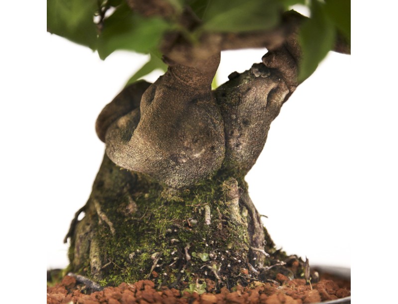 Diospyros kaki Rhombifolia - Figuier caque - 24 cm