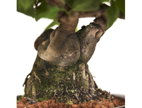 Diospyros kaki Rhombifolia - Oriental persimmon - 24 cm