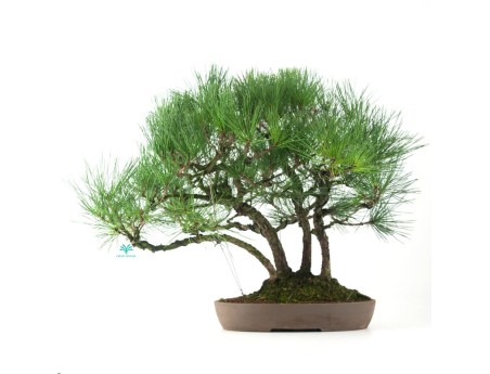 Pinus thunbergii - Pino nero - 60 cm
