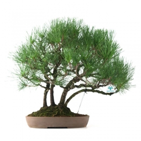 Pinus thunbergii - Pino nero - 60 cm