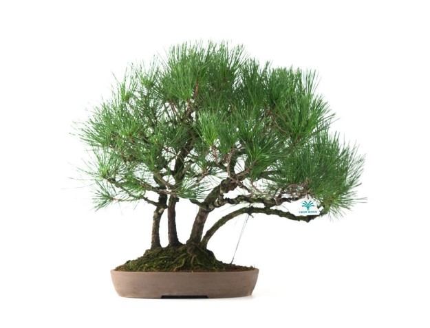 Pinus thunbergii - Pino nero - 60 cm 2