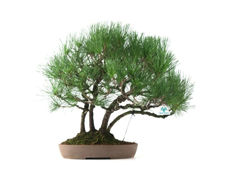 Pinus thunbergii - Pino nero - 60 cm