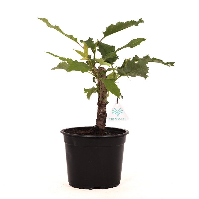 Prunus avium plena - 32 cm