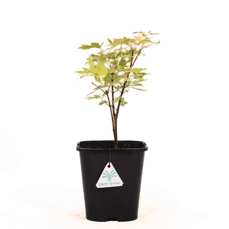 Acer palmatum metamorphosa - Érable - 33 cm