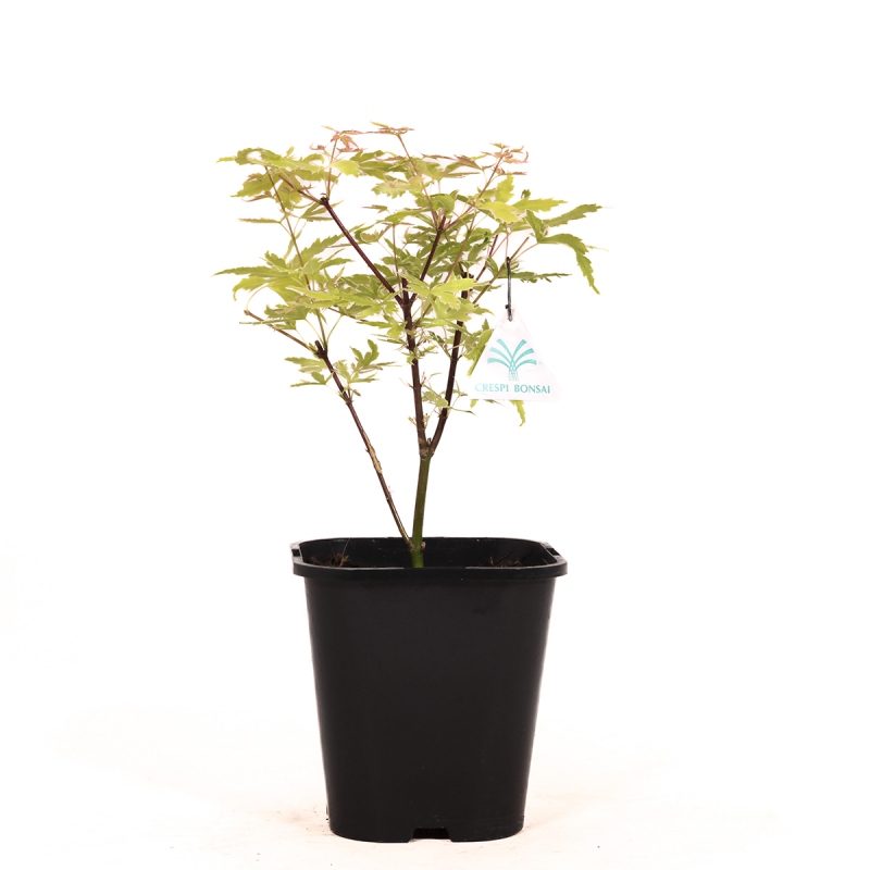 Acer palmatum metamorphosa - Maple - 33 cm
