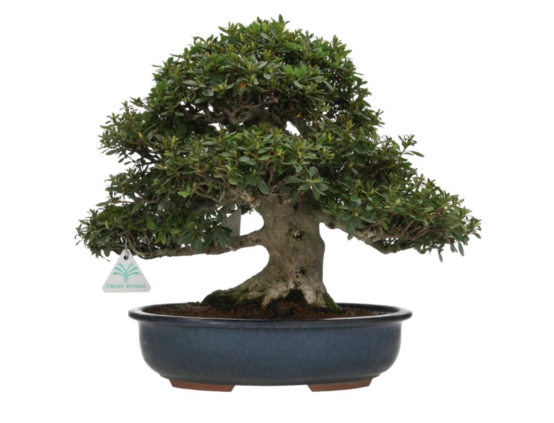 Rhododendron laterinum - Azalée - 40 cm