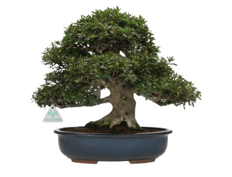 Rhododendron laterinum - Azalée - 40 cm