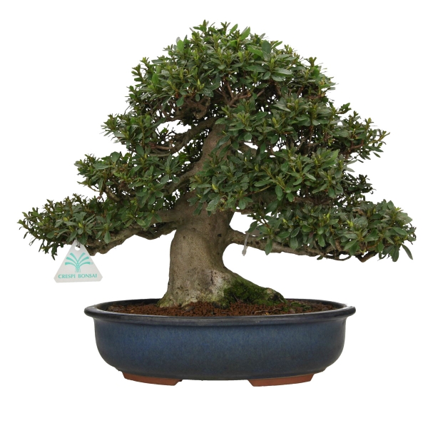 Rhododendron laterinum - Azalée - 40 cm