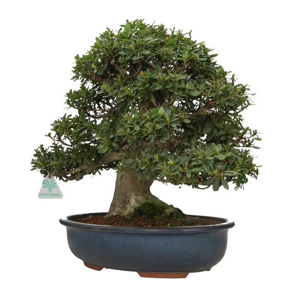 Rhododendron laterinum - Azalée - 40 cm