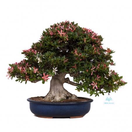 Rhododendron laterinum - Azalée - 40 cm