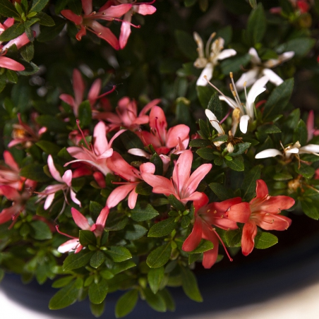 Rhododendron laterinum - Azalée - 40 cm