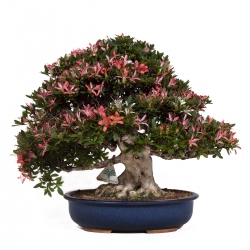 Rhododendron laterinum - Azalée - 40 cm
