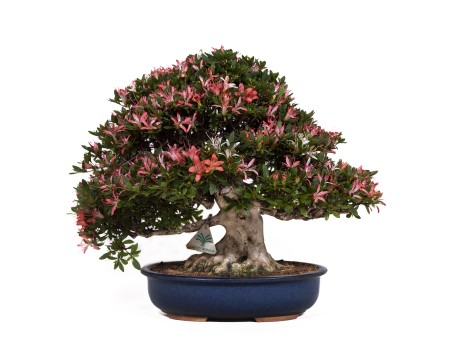 Rhododendron laterinum - Azalée - 40 cm