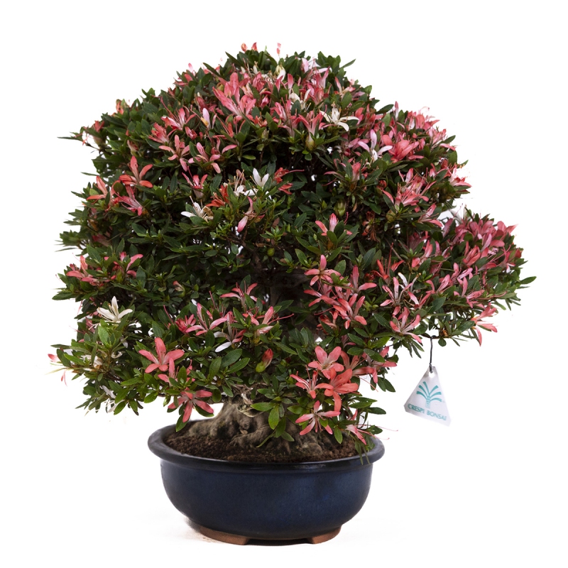Rhododendron laterinum - Azalée - 40 cm
