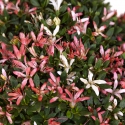 Rhododendron laterinum - Azalea - 40 cm