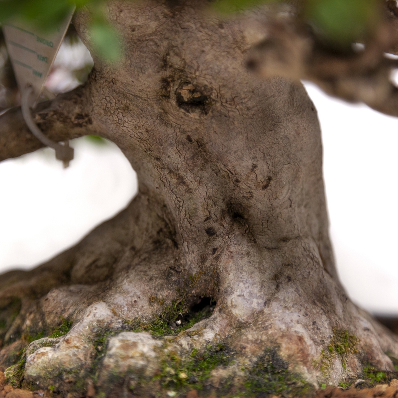 Rhododendron laterinum - Azalée - 40 cm