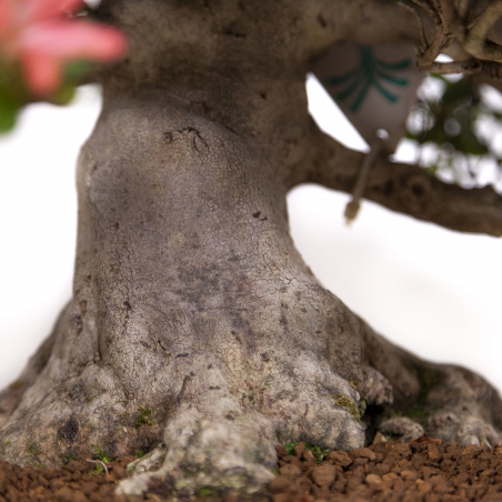 Rhododendron laterinum - Azalée - 40 cm