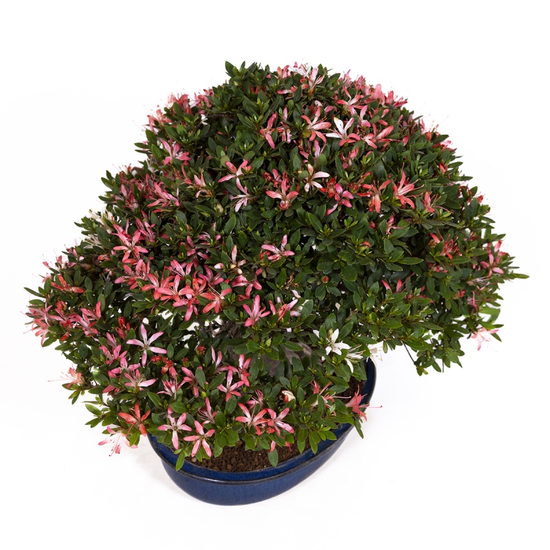 Rhododendron laterinum - Azalée - 40 cm