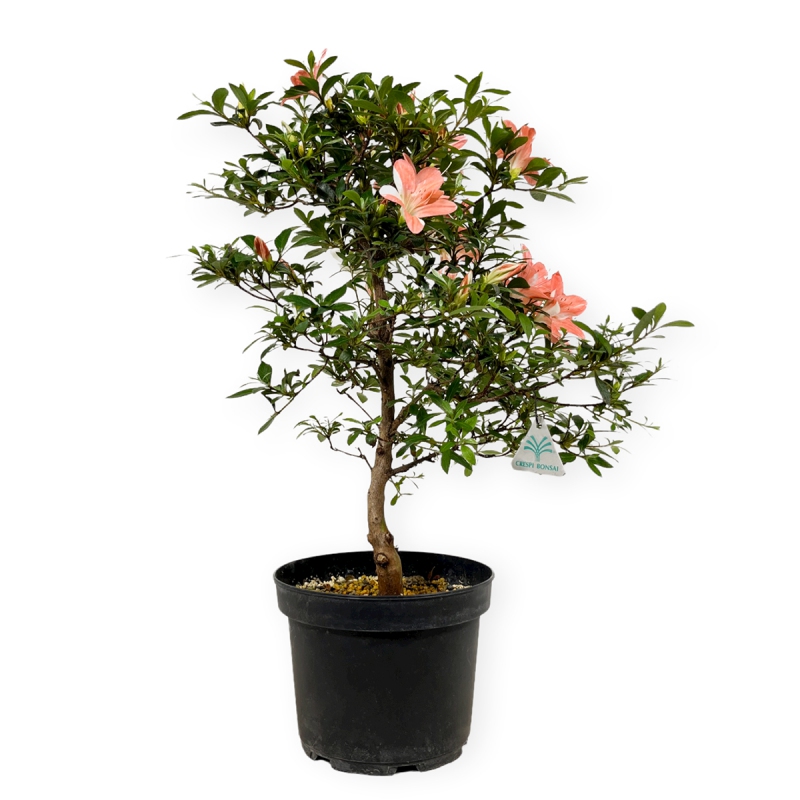 Rhododendron Indicum Koki - Azalea - 55 cm