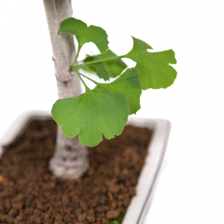Ginkgo biloba - 39 cm